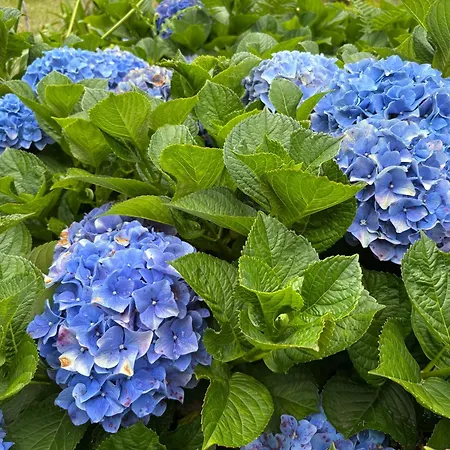 Ferienhaus Casa Jose Do Canto *